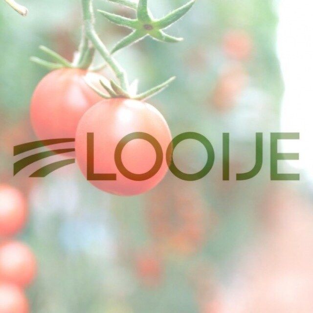 Looije Águilas apuesta por la inversión en tecnología en su producción de Cherry