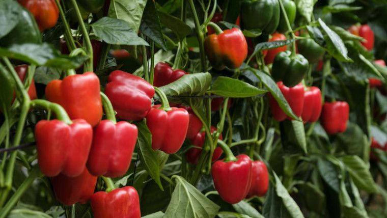 "En modo Pimiento" la nueva campaña que lanza la Comunidad, para potenciar el consumo de esta verdura