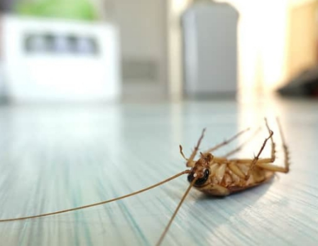 Control de Plagas Galán, empresa profesional de control de plagas en Murcia