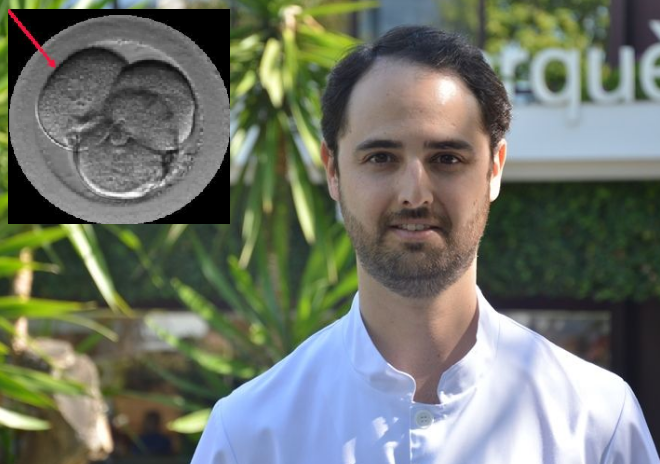 Las células de los embriones trabajan en equipo para auto-repararse