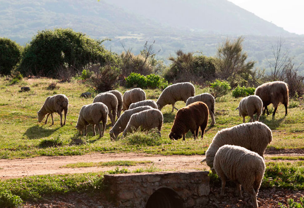 La Comunidad abona 19,5 millones a 8.500 agricultores y ganaderos como anticipo de la PAC