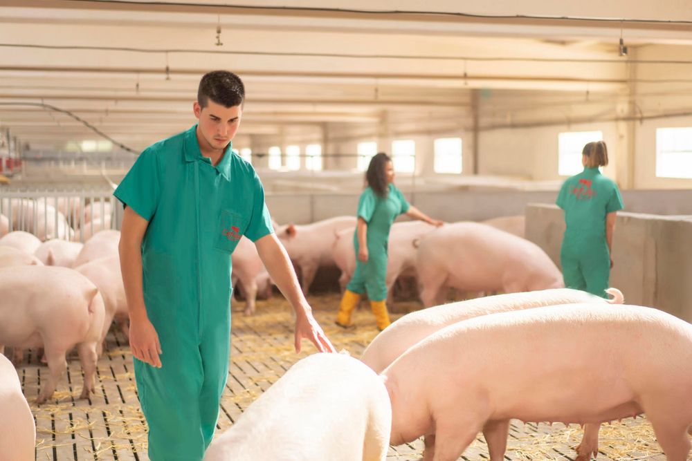 "Ganader@s" la nueva aplicación móvil diseñada por Cefusa