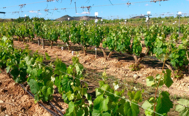 Un proyecto del IMIDA selecciona los patrones de vid Monastrell que mejor se adaptan al sureste español