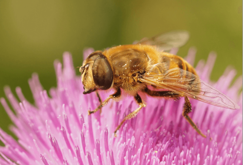Crisis medioambiental: Los humanos, cada vez más solos en la Tierra