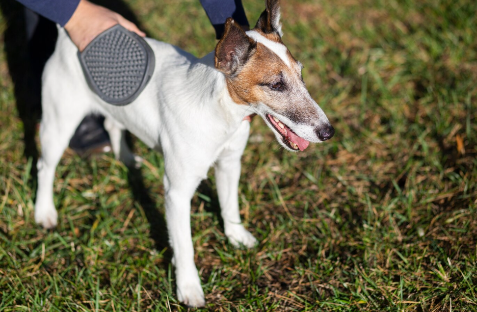Expertos en nutrición animal avisan: así afecta la ley de Bienestar Animal a los dueños de mascotas