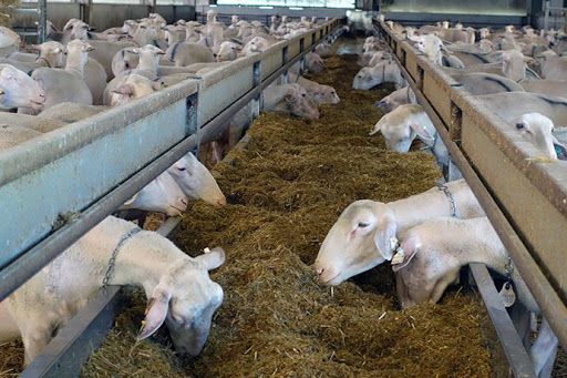 La Comunidad convoca ayudas para explotaciones ovinas y caprinas afectadas por la Covid-19