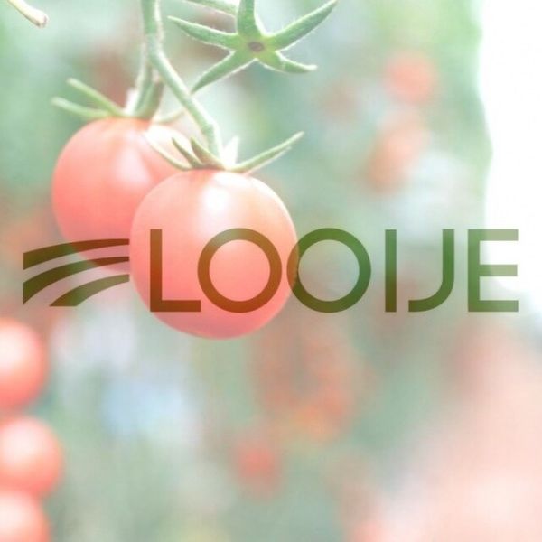 Looije Águilas apuesta por la inversión en tecnología en su producción de Cherry