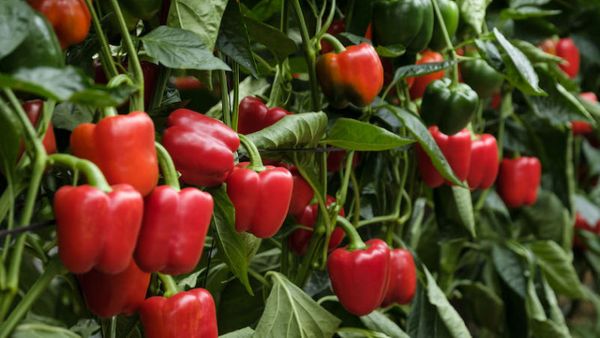 "En modo Pimiento" la nueva campaña que lanza la Comunidad, para potenciar el consumo de esta verdura