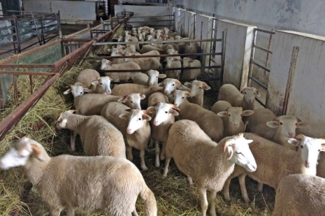 La Comunidad convoca ayudas para la prevención, control, lucha y erradicación de determinadas enfermedades animales