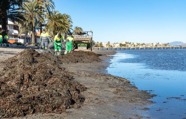 27 operarios de Orthem retirarán toneladas de biomasa acumulada en el litoral del Mar Menor