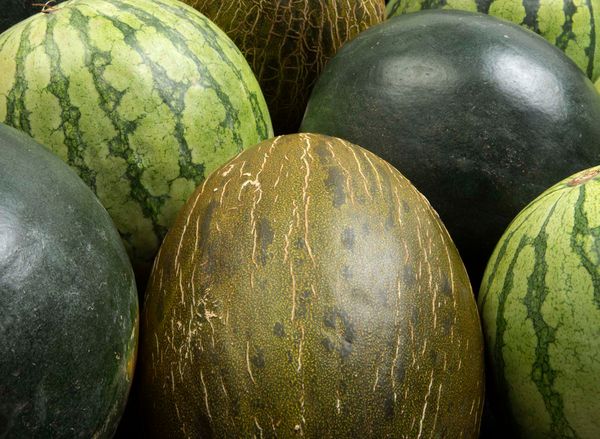La Región de Murcia exporta el 56% de los melones que se venden al extranjero