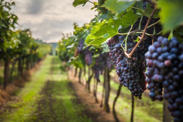 6 bodegas murcianas buscan abrirse hueco en el mercado ruso