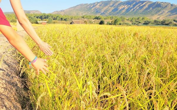 Calasparra acoge las I Jornadas Gastronómicas del Arroz