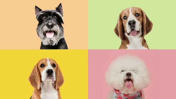 IFEPA acoge una nueva edición de la Exposición Internacional Canina