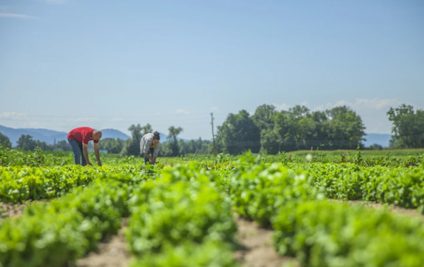 La Comunidad amplía hasta el 15 de mayo el plazo de presentación de la solicitud única de PAC del año 2022
