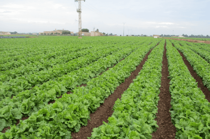 Agrogreen es el nuevo proyecto del CTNC que evalúa los contaminantes emergentes en sistemas de cultivos regados con aguas regeneradas