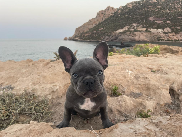 La importancia de contar con un seguro para tu perro antes de septiembre