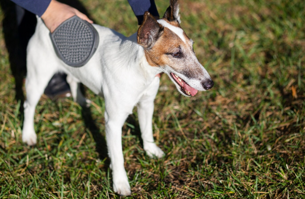 Expertos en nutrición animal avisan: así afecta la ley de Bienestar Animal a los dueños de mascotas